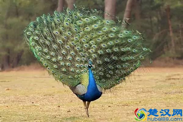 商机来了，42个农村致富项目都给你！