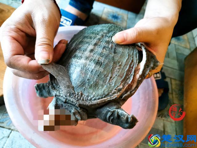 甲鱼怎么杀才能肉嫩鲜香？教你“5个诀窍”，做好美味甲鱼很简单