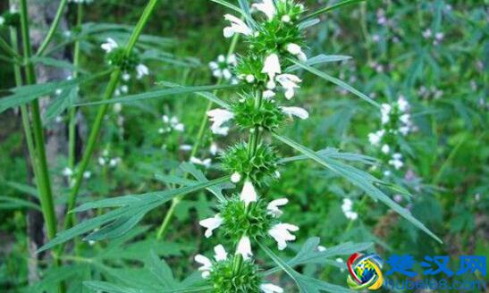 益母草吃了多久来月经 益母草吃多久能有效果