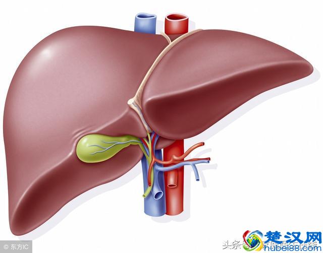 长了胆囊息肉，饮食有禁忌，这些食物最好不要再吃