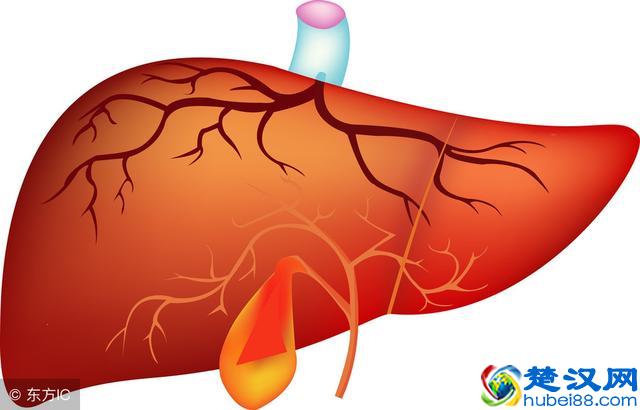 胆红素偏高，就是肝受损了？专家：还有这些原因不能小视