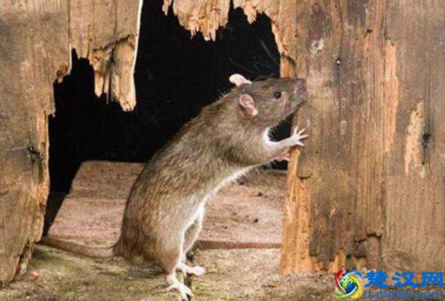 怎么灭老鼠又快又安全？跟晓宇学一招，老鼠很快消灭