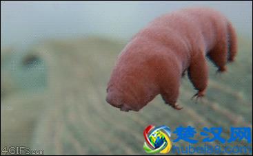 地球上最强悍的生物：水熊虫是几乎杀不死的，强到不行了！