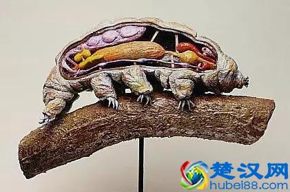 地球上最强悍的生物：水熊虫是几乎杀不死的，强到不行了！