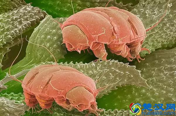 地球上最强悍的生物：水熊虫是几乎杀不死的，强到不行了！