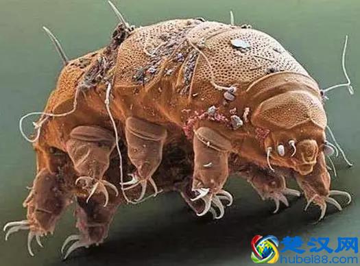 地球上最强悍的生物：水熊虫是几乎杀不死的，强到不行了！