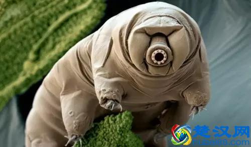 地球上最强悍的生物：水熊虫是几乎杀不死的，强到不行了！