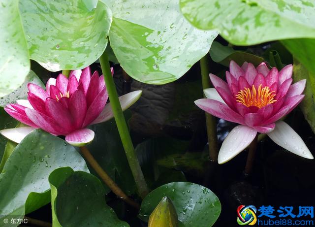 睡莲的种植方法和养殖注意事项