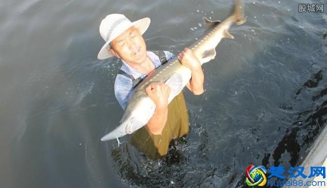 中华鲟多少钱一斤？中华鲟的营养价值与功效是什么？