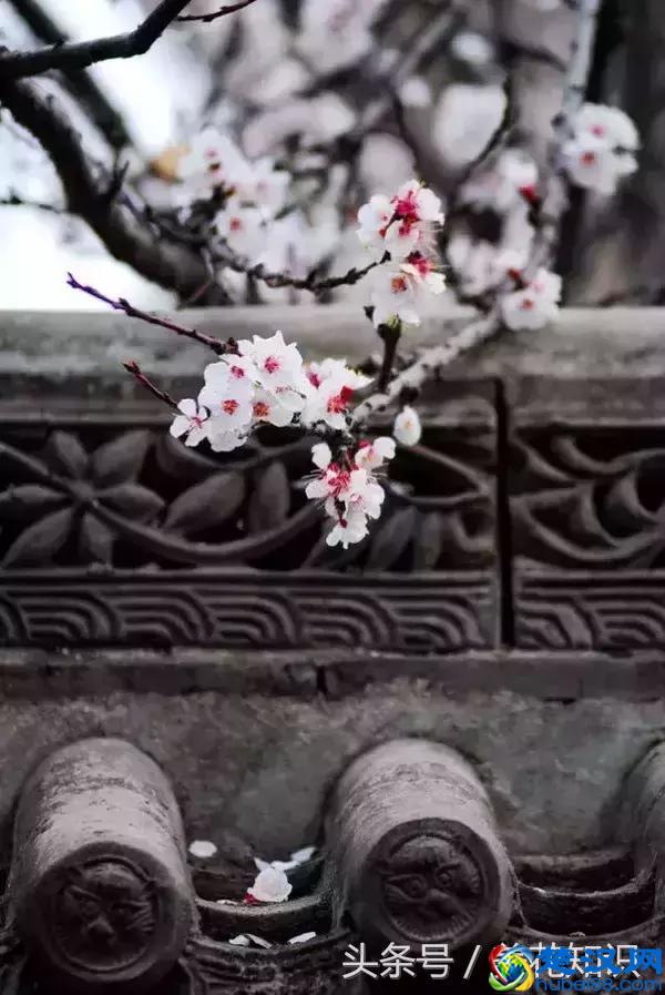 什么月份开什么花？那些不为人所知的花开时间