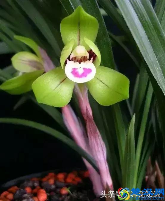 什么月份开什么花？那些不为人所知的花开时间