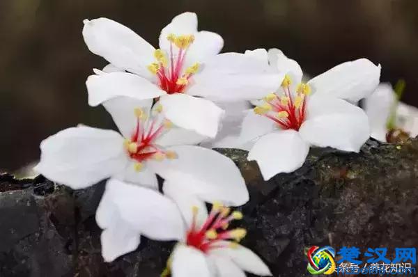 什么月份开什么花？那些不为人所知的花开时间