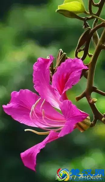 什么月份开什么花？那些不为人所知的花开时间