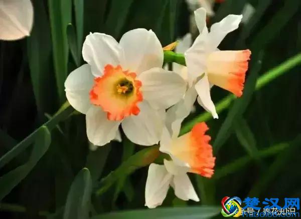 什么月份开什么花？那些不为人所知的花开时间