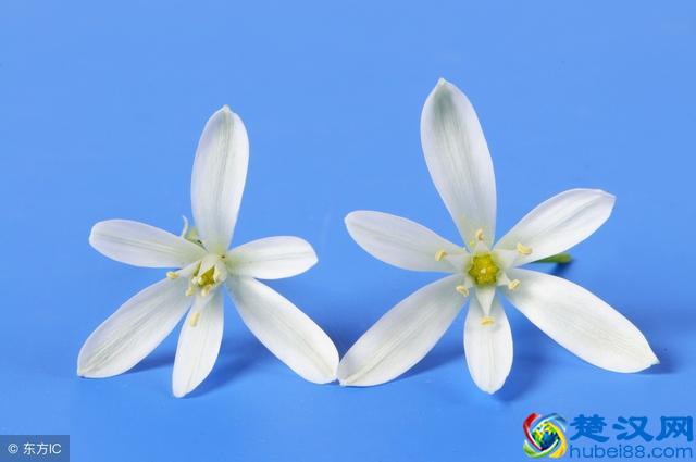 藏青色到底是什么样的一种神秘颜色?它到底神秘在哪里?