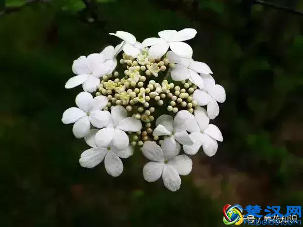 什么月份开什么花？那些不为人所知的花开时间