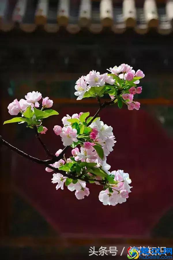 什么月份开什么花？那些不为人所知的花开时间