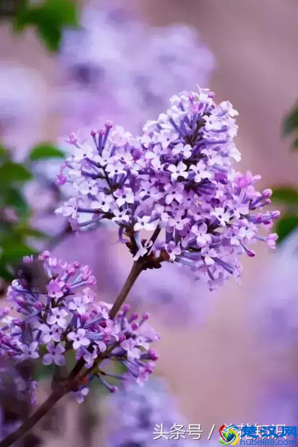 什么月份开什么花？那些不为人所知的花开时间