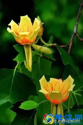 什么月份开什么花？那些不为人所知的花开时间