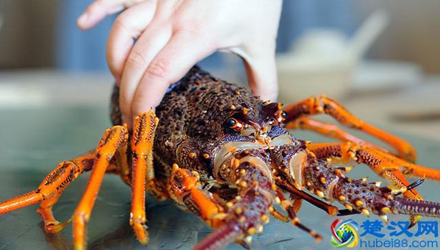 原汁原味澳洲大龙虾的家常做法