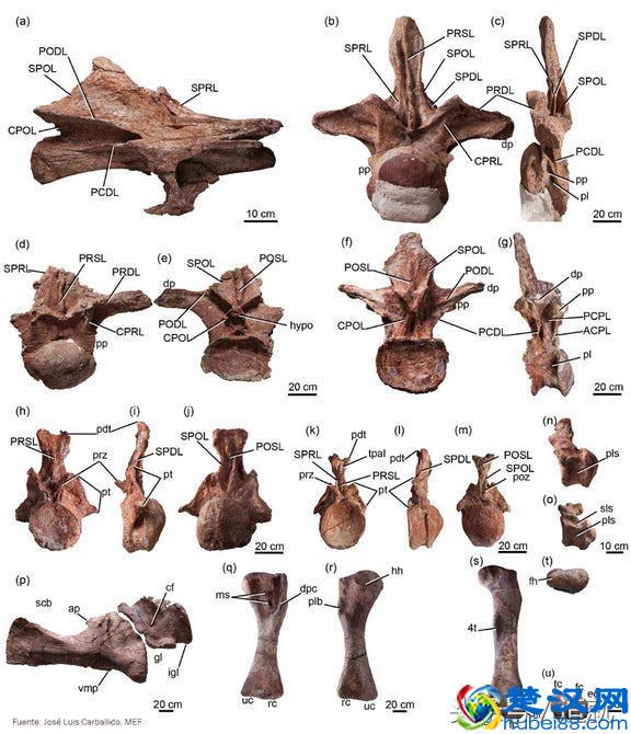 全世界最大的恐龙化石是如何被发现的？