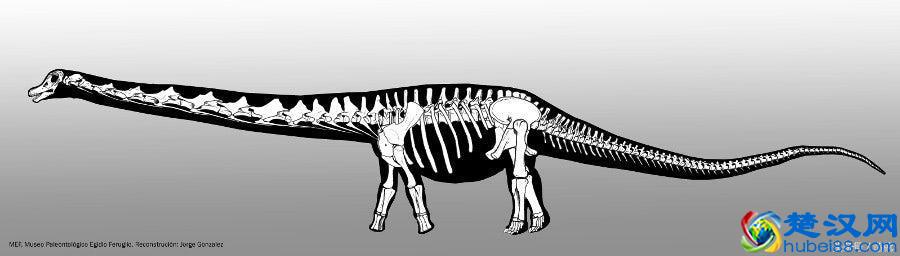 全世界最大的恐龙化石是如何被发现的？
