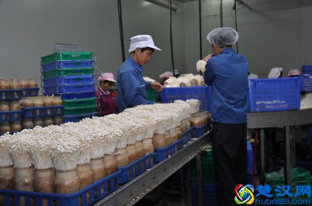 创业不如回农村，这8个赚钱好项目有干头，任意一个都比打工强！