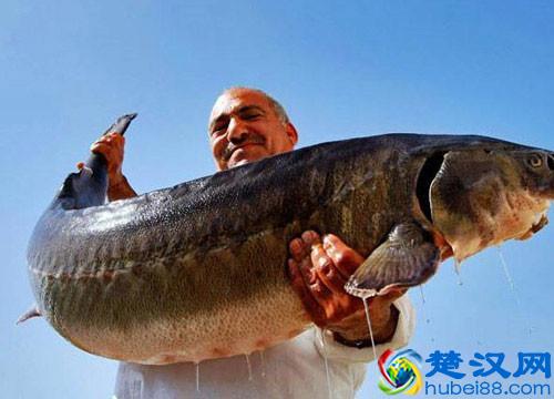 俄国鱼子酱不合一般人的口味，但是超好吃！