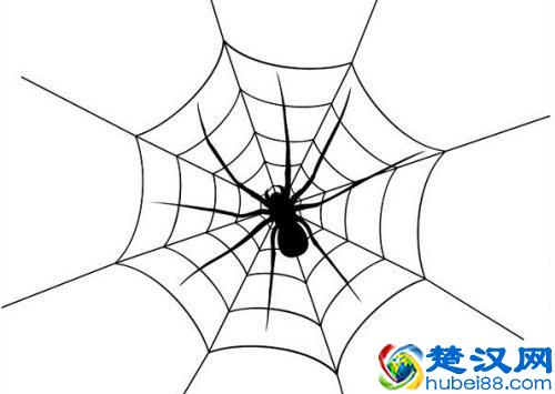 什么是“网络蜘蛛”