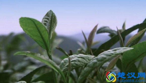 金骏眉是什么茶,两招教你选购金骏眉