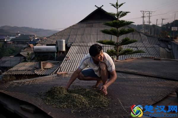 普洱茶杀青如何提高香气？杀青的目的是什么？