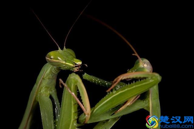 螳螂连自己的配偶都吃，究竟是为什么？