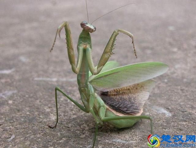 螳螂连自己的配偶都吃，究竟是为什么？