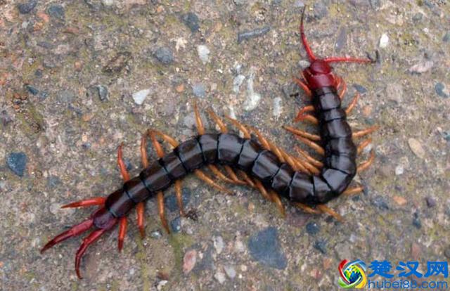 蜈蚣位列五毒之一，让人闻风丧胆，为什么唯独大公鸡不怕它