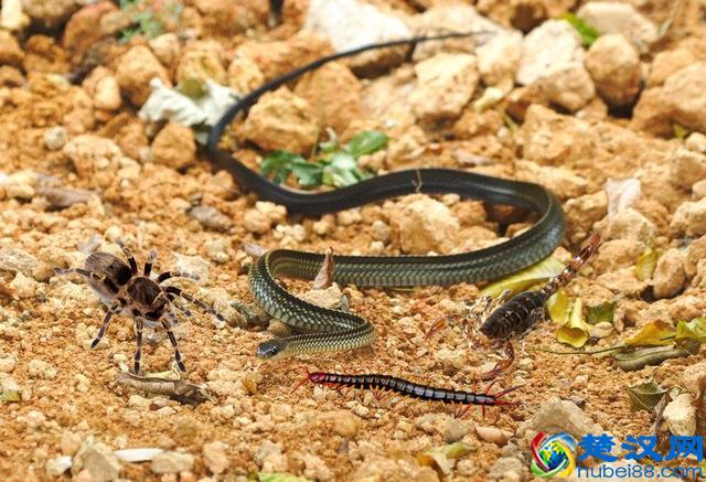 蜈蚣位列五毒之一，让人闻风丧胆，为什么唯独大公鸡不怕它