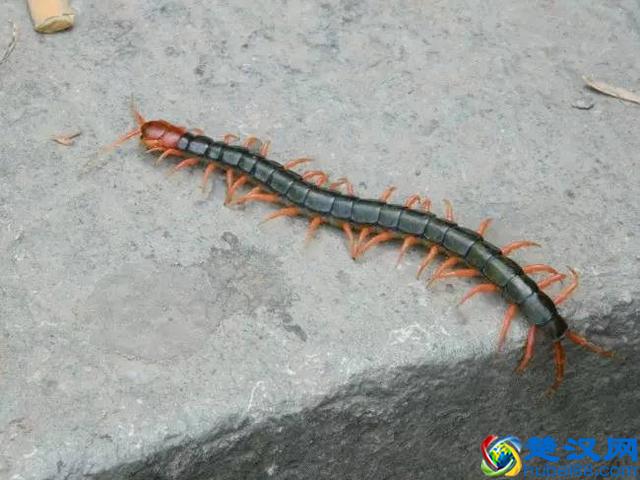 蜈蚣位列五毒之一，让人闻风丧胆，为什么唯独大公鸡不怕它