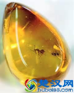 琥珀、蜜蜡到底是什么？来看看它的前世今生