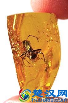 琥珀、蜜蜡到底是什么？来看看它的前世今生