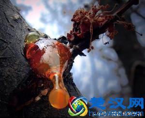 琥珀、蜜蜡到底是什么？来看看它的前世今生