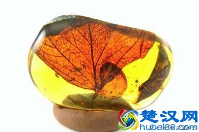 琥珀、蜜蜡到底是什么？来看看它的前世今生