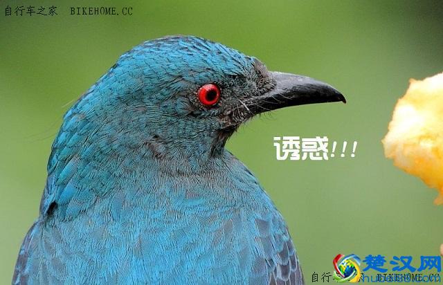 新手如何选择山地车品牌