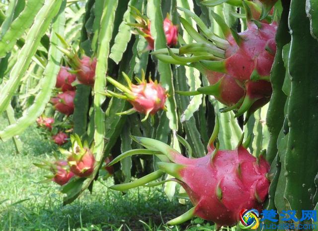 孕期吃什么水果对胎儿好？这4种常见水果，营养价值高还能过嘴瘾