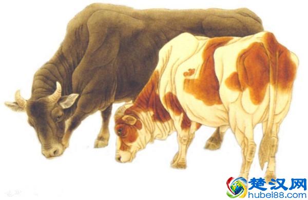 孕妇梦见牛是什么意思?孕妇能吃牛肉吗?