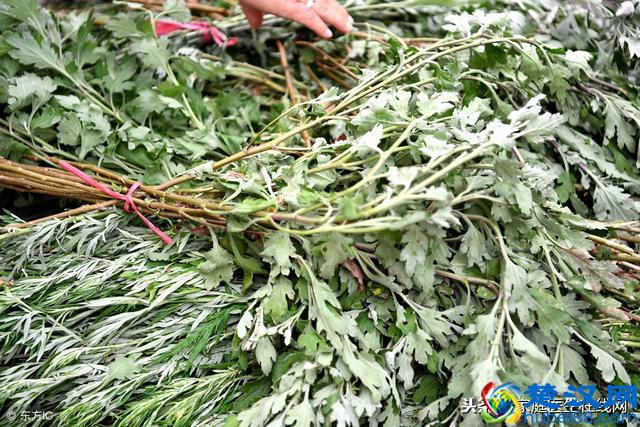 艾叶有3个鲜为人知的好处，但食用前，需牢记这些禁忌