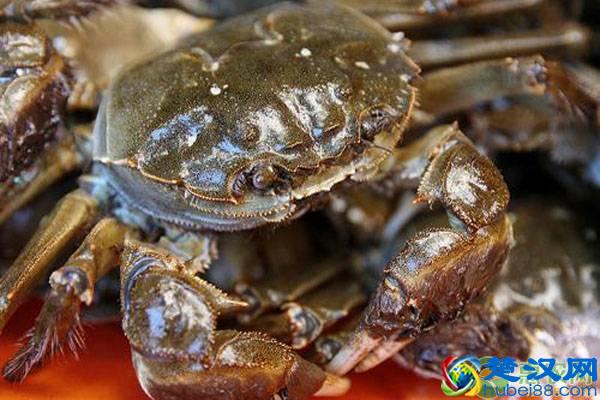 2019阳澄湖大闸蟹什么时候上市?2019阳澄湖大闸蟹上市时间