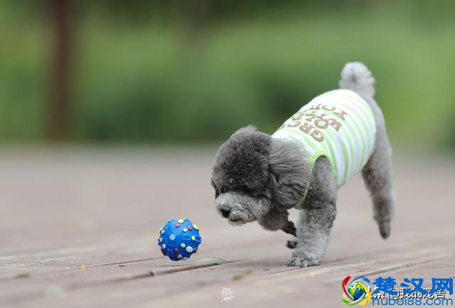 开宠物店赚钱吗？11年资深从业老板只透露了这么多