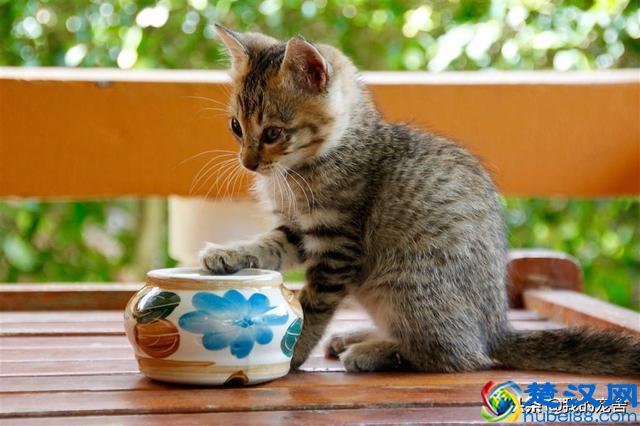 开宠物店赚钱吗？11年资深从业老板只透露了这么多