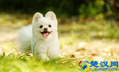 开宠物店赚钱吗？11年资深从业老板只透露了这么多