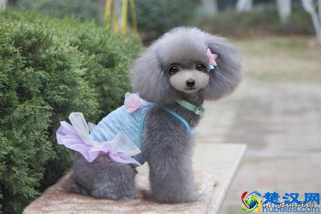 开宠物店赚钱吗？11年资深从业老板只透露了这么多