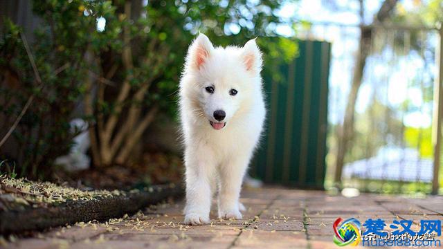 开宠物店赚钱吗？11年资深从业老板只透露了这么多